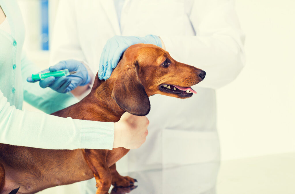 Vaccinating Your Pet