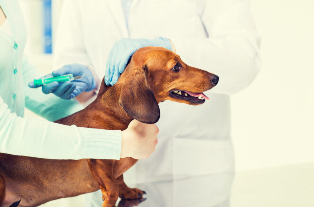 Vaccinating Your Pet