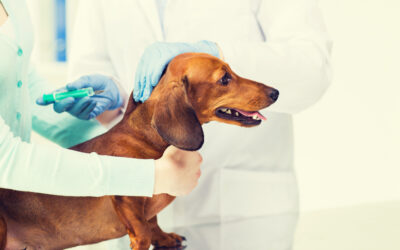 Vaccinating Your Pet