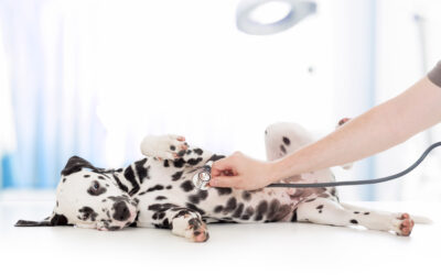 dog examination by veterinary doctor with stethoscope in clinic