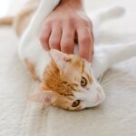 cat care