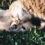 pet care