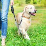 Owner-walking-with-Golden-Retr