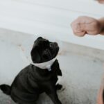 dog surgery