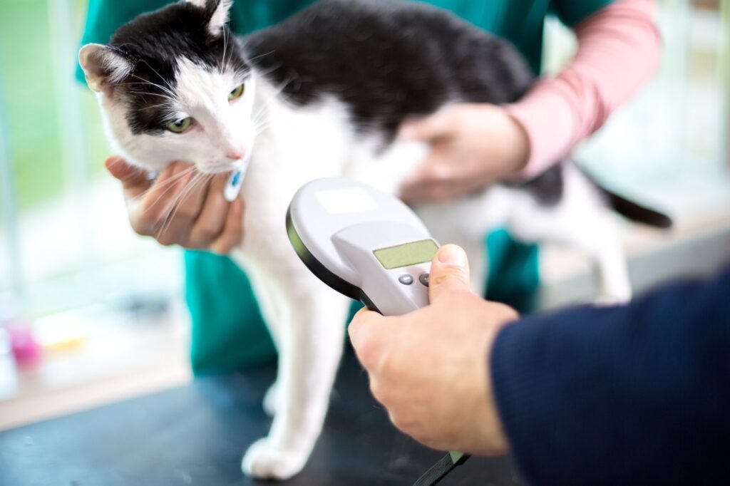 Identifying cat with microchip