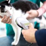 Identifying cat with microchip