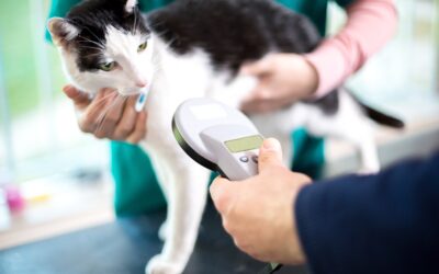 Identifying cat with microchip