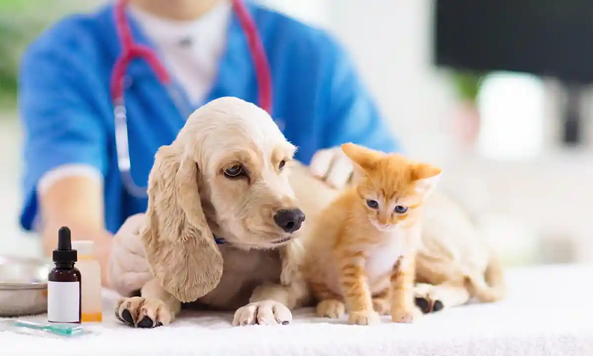 Guide to Picking the Perfect Local Vet - Slaton Veterinary Hospital