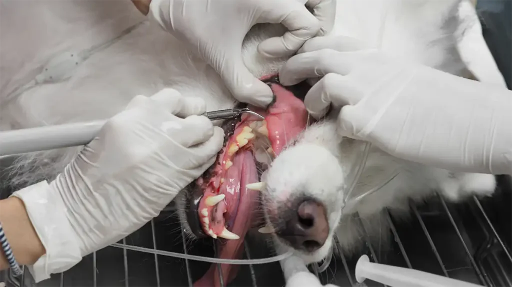 A dog receiving dental care from a veterinarian.