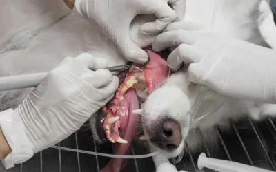 A dog receiving dental care from a veterinarian.