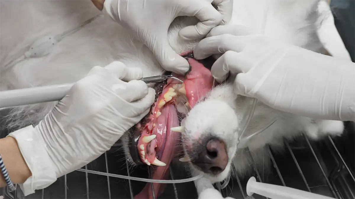 A dog receiving dental care from a veterinarian.