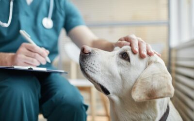 Compassionate Veterinarian Petting Dog at Pet Hospital