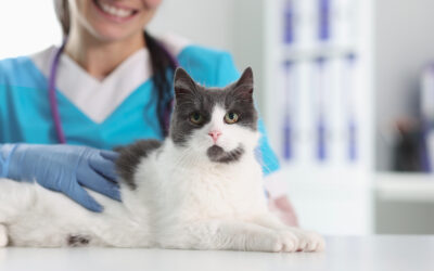 Happy pet receiving care at Slaton Veterinary Hospital in Westlake Village