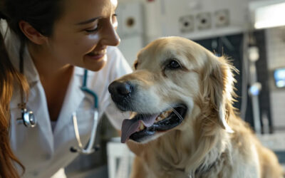 Veterinarian performing wellness exam on a dog at Slaton Veterinary Hospital in Westlake Village
