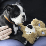 Dog on his way to be microchipped at Slaton Veterinary Hospital.