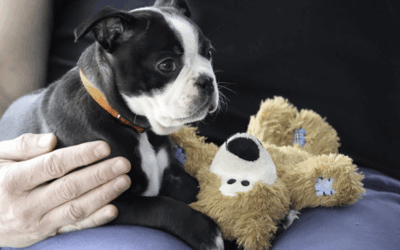 Dog on his way to be microchipped at Slaton Veterinary Hospital.