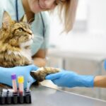 A cat receiving medical care from veterinarians at an animal hospital