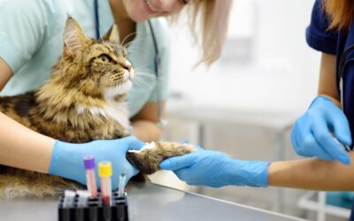 A cat receiving medical care from veterinarians at an animal hospital