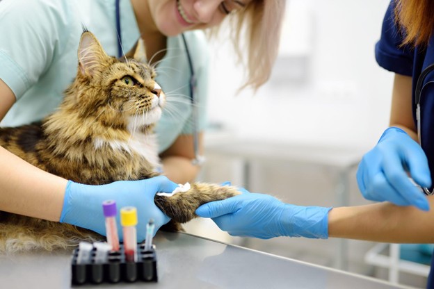 A cat receiving medical care from veterinarians at an animal hospital
